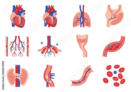 Human organs  tissues detailed anatomical depictions in a diagrammatic representation
