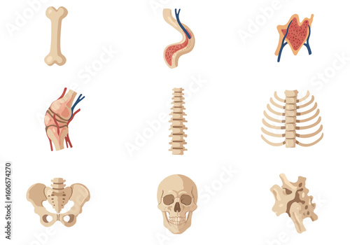 Nine human skeletal parts arranged in a grid on a white background