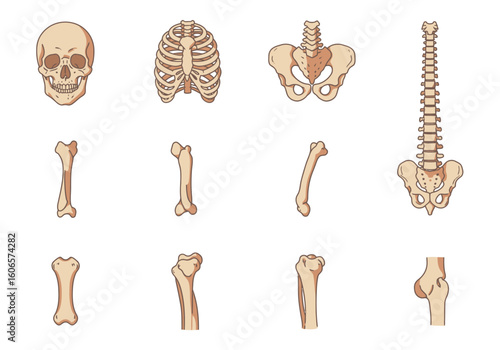 Skeleton anatomy skull ribs spine pelvis femur fibula tibia radius ulna humerus