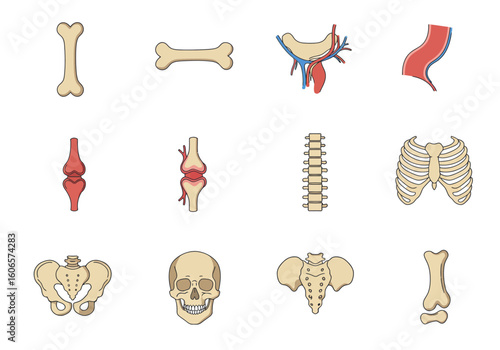 Skeletal anatomy icons bones joints skull spine pelvis ribs vasculature