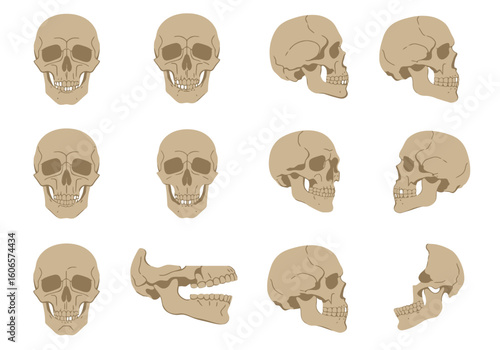 Twelve tan skull illustrations in a grid with frontal and profile views and open jawbone
