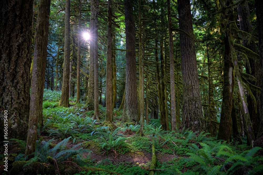 Fototapeta premium Sunlit Forest with Tall Trees and Lush Foliage