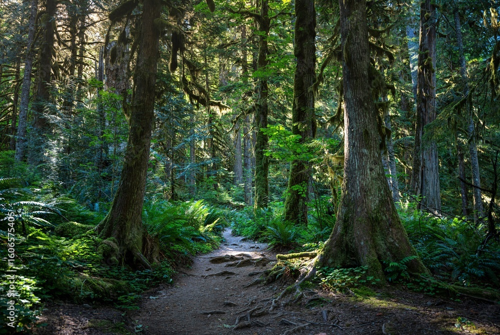 Fototapeta premium Serene forest trail with lush greenery.