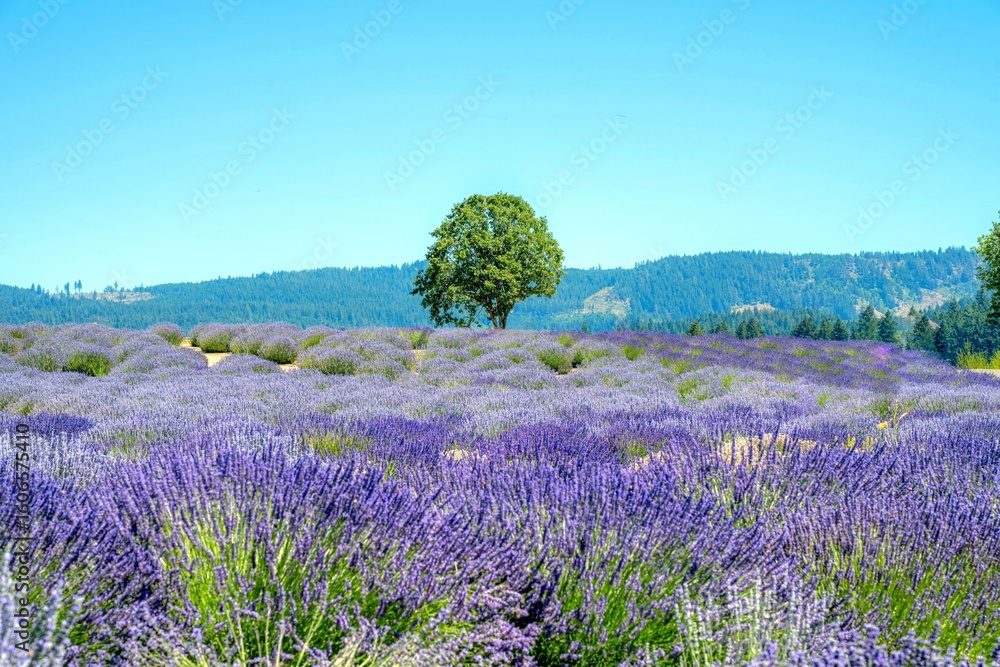 Obraz premium Lavender field under blue sky with single tree.