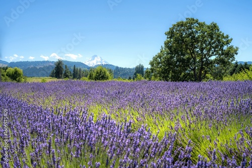 Wallpaper Mural Lavender field with mountain backdrop under blue sky. Torontodigital.ca