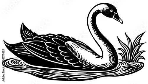 Elegant black swan swimming gracefully in water with reeds