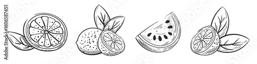Citrus fruits and watermelon hand drawn isolated on white background. Set of vintage icons of lime, lemon and orange. Sketch of watermelon in section. Vector illustration