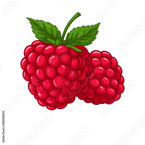 Juicy red raspberries with leaves. Vector illustration. A summer ripe berry is isolated on a white background.