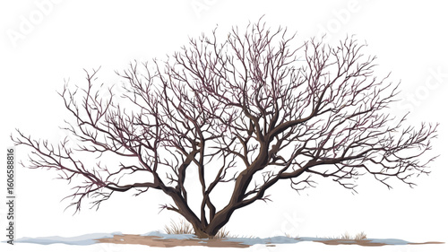 A digital illustration depicting a leafless deciduous tree isolated on a pure white background. The tree is rendered with detail showing individual branches and twigs, with a dark brown to