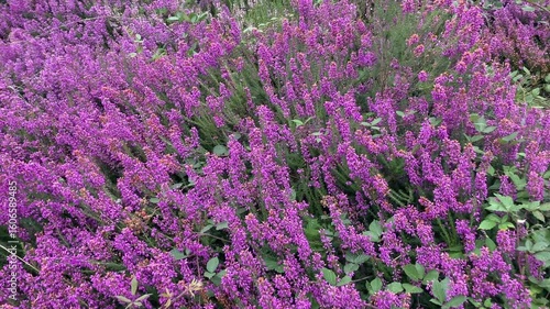 Erica cinerea