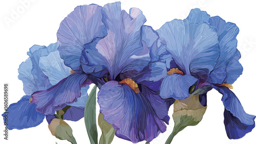 Close-up illustration of three blue and purple iris flowers. The image shows detailed rendering of petals, showcasing variations in color intensity from light to dark shades of blue and purple.
