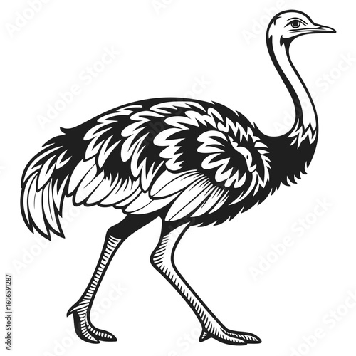 Monochrome Illustration of an Ostrich in Profile Walking Gracefully with Detailed Feathers and Textured Legs, a Striking Animal Representation