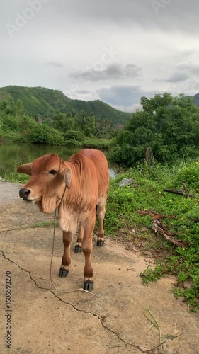 Golden Hour with a Cow