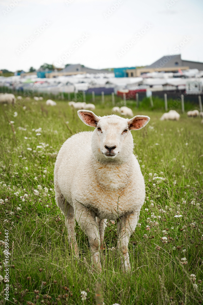 Obraz premium Sheep Grazing on Dike near Neuharlingersiel