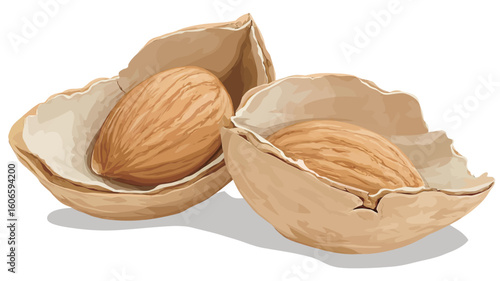 Close-up illustration of two almonds in their cracked shells.  The image is highly detailed, showing the texture of both the almond shells and the almonds themselves. 