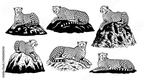 Collection of cheetahs resting on rocks, showcasing their powerful and elegant physique