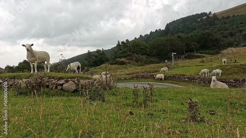 Curious flock of sheep grazing on rural single lane road under overcast clouds on mountain valley
