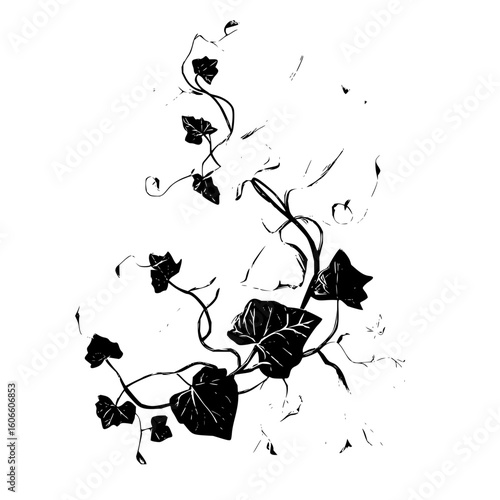 Illustrated black and white image of a climbing plant with leaves and tendrils on a white background