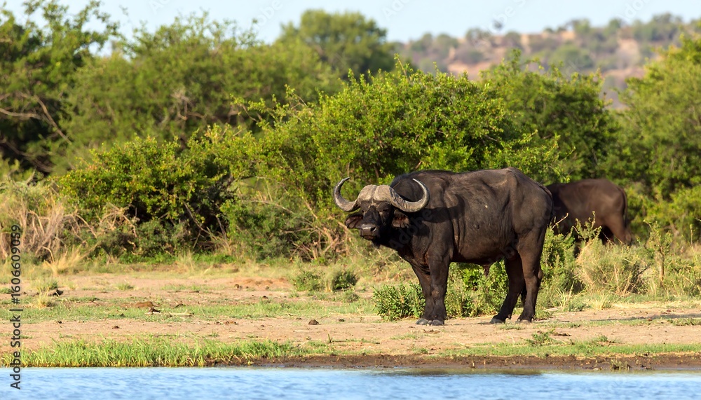 Fototapeta premium African buffalo by a river (1)