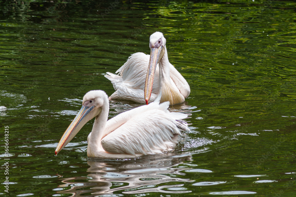White Pelican, Pelecanus onocrotalus also known as the Eastern White Pelican White Pelican, Pelecanus onocrotalus also known as the Eastern White Pelican