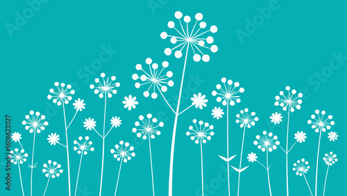 Admire a delicate field of Queen Annes Lace their intricate white flowers blooming