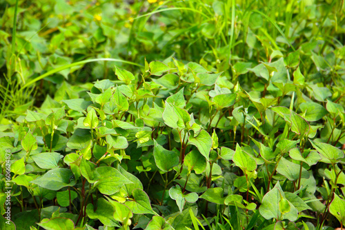 Wallpaper Mural Houttuynia cordata plant, Houttuynia cordata Thunb. Torontodigital.ca