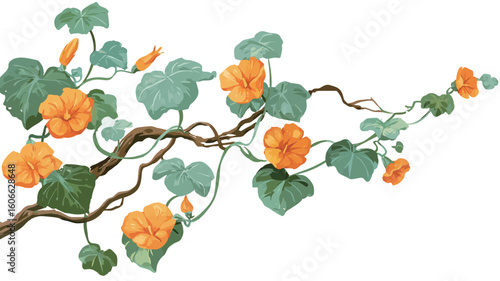 A digital illustration or painting depicts a vine with multiple orange trumpet-shaped flowers and green leaves. The vine is winding and has a brown woody stem. The flowers vary in stage of bloom,
