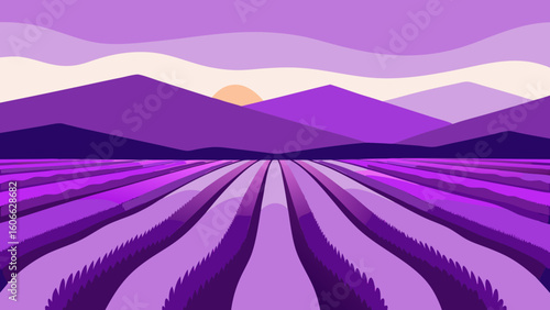 Wander through a sun drenched field of lavender its purple rows