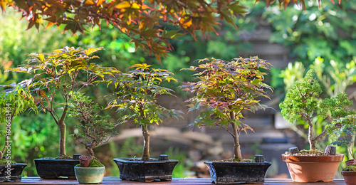 maple trees in bonsai in pots placed on a table in a garden and autumn foliage
