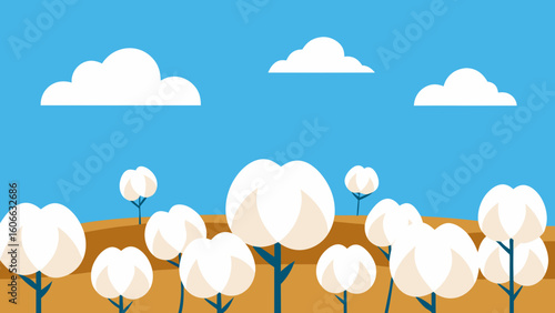 Observe a Field of Ripe Cotton with White Fluffy Bolls Ready for Harvest