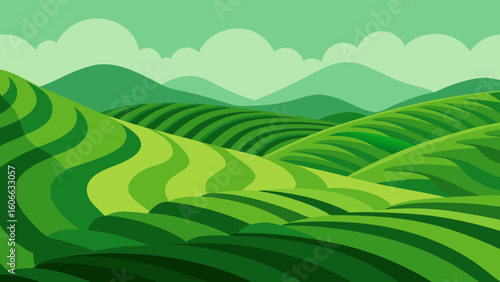 Admire a Landscape of Rolling Tea Plantations with Bright Green Leaves