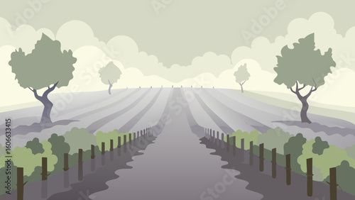 Witness a Peaceful Foggy Morning in a Vineyard with Endless Rows