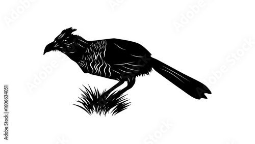 Banded Ground-Cuckoo bird, black isolated silhouette