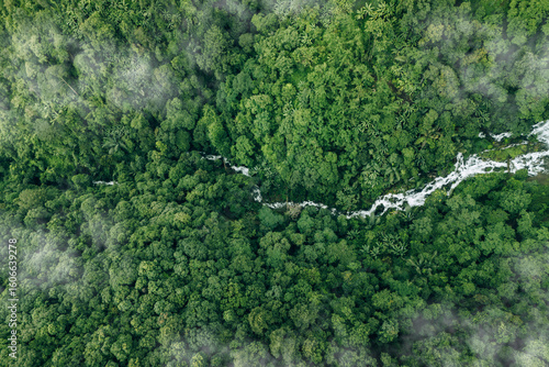Cuadro en lienzo Aerial top view of green trees and river in forest