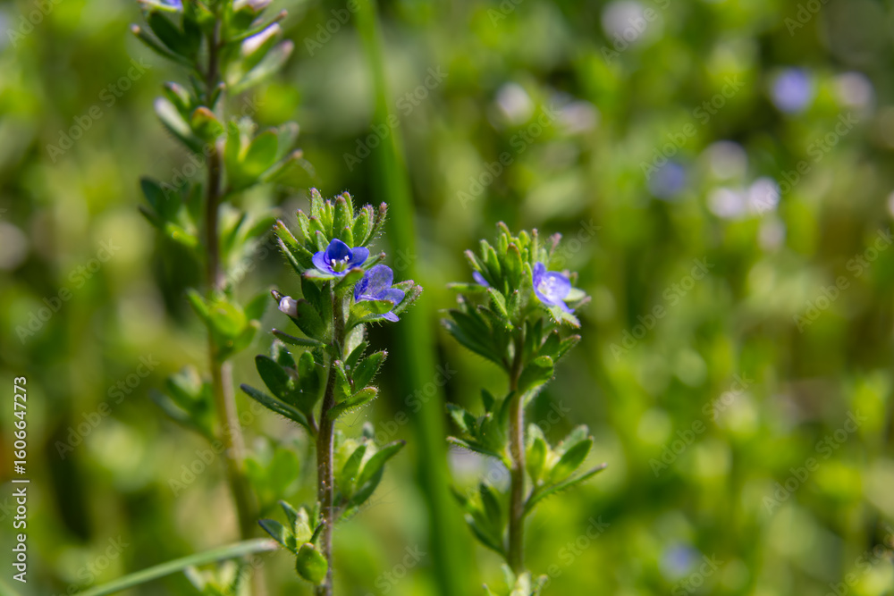 Corn Speedwell blossoms adorn a green landscape in spring showcasing delicate blue flowers on slender stems under natural sunlight Corn Speedwell blossoms adorn a green landscape in spring showcasing delicate blue flowers on slender stems under natural sunlight