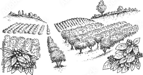 Coffee plantation in hand draw sketch style. Monochrome sketch panoramic nature landscape. Vintage vector illustration.