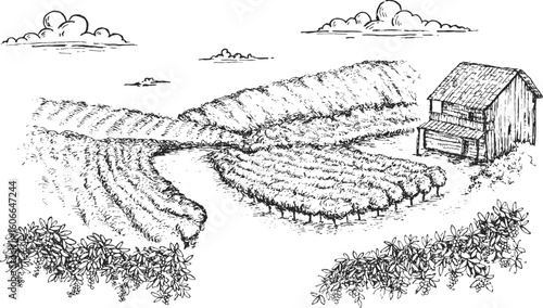 Coffee plantation in hand draw sketch style. Monochrome sketch panoramic nature landscape. Vintage vector illustration.