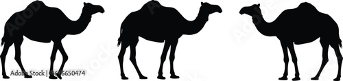 Black Silhouette Camels in Desert Environment, Vector Illustration for Arid Landscapes, Wildlife, Travel, and Middle Eastern Cultural Designs.