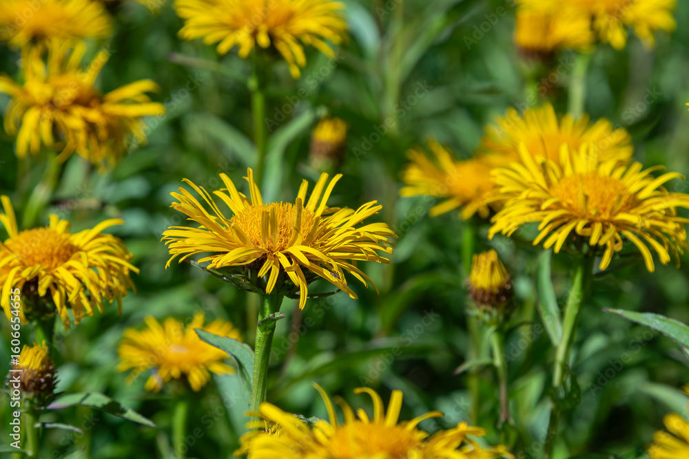 Vibrant yellow flowers of Inula salicina thrive in a sunlit garden during late spring showcasing their unique willow-like leaves Vibrant yellow flowers of Inula salicina thrive in a sunlit garden during late spring showcasing their unique willow-like leaves