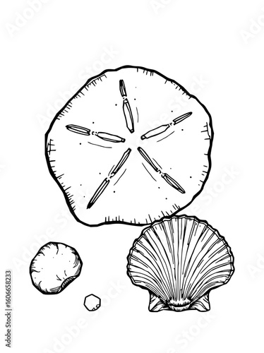 Minimilist a drawing of a sand dollar seashell with a star pattern and other shells on a white background vector