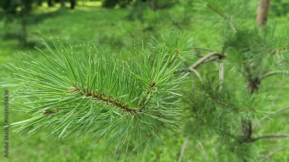 Young Green Pine Needles Close-Up on Blurry Natural Background Young Green Pine Needles Close-Up on Blurry Natural Background