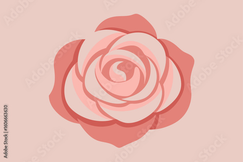 pink rose vector illustration