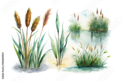 watercolor marsh grass vector illustration isolated on white background