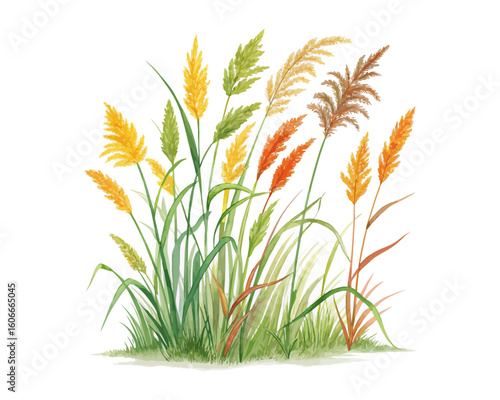 watercolor marsh grass vector illustration isolated on white background