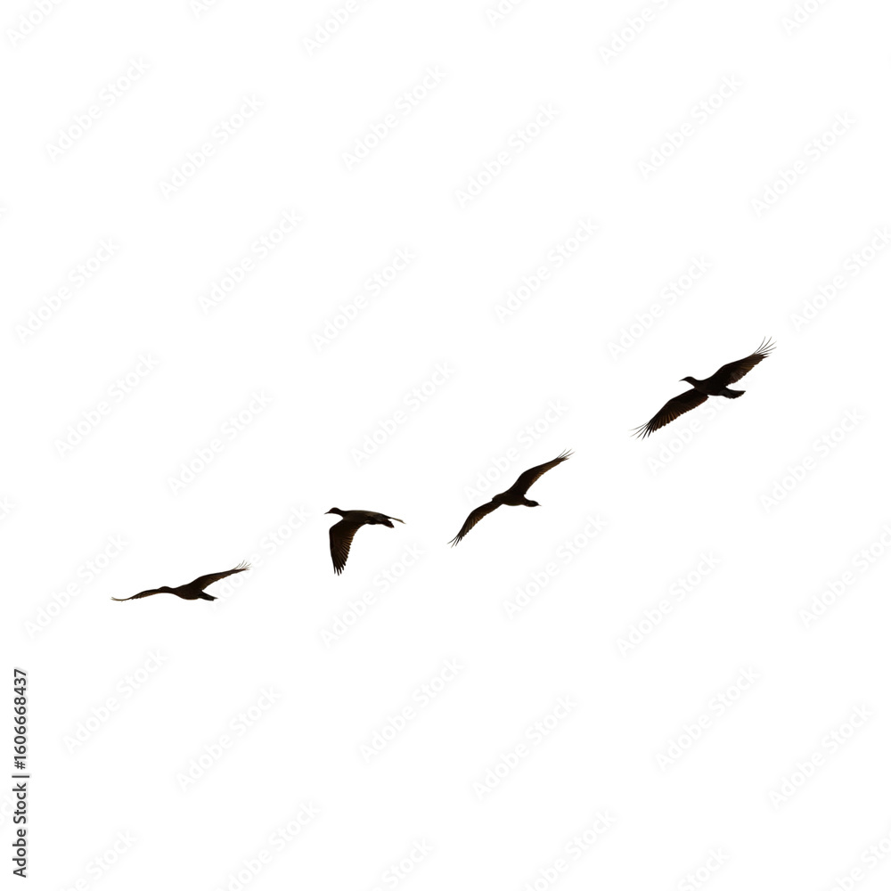 Obraz premium Flock of birds flying in formation isolated on a transparent background