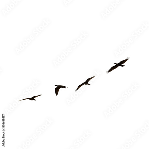 Flock of birds flying in formation isolated on a transparent background