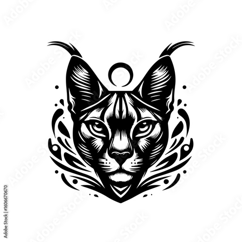 A caracal cat stares intensely, isolated on white background