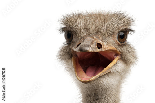 Excited ostrich a joyful expression in studio portrait. Isolated on transparent background, png.