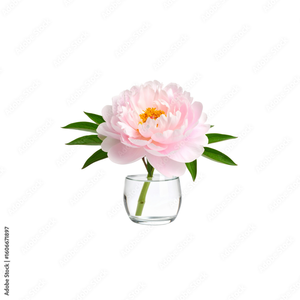custom made wallpaper toronto digitalPink and white chrysanthemums in a glass vase, a beautiful spring blossom