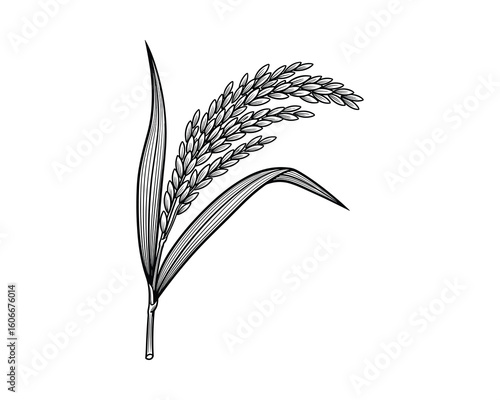 Rice Plant Illustration, Black and White Drawing, Harvest Grain, Detailed Texture, Vector Illustration